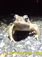 /home//u458753944/public_html/sourcegallery//////////Roxborough Toad Detour/2022/2022-03-19/P3190909.JPG